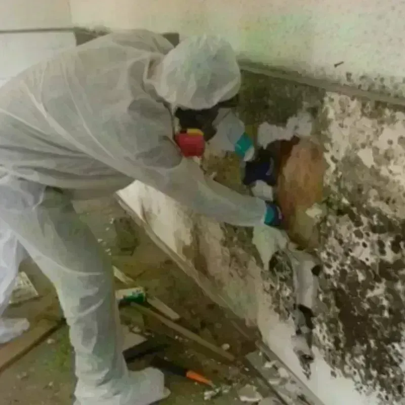 Mold Remediation and Removal in De Kalb, MS